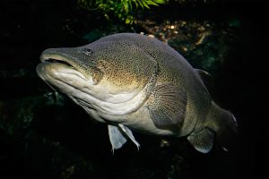 Sustainability v overfishing CSU big questions