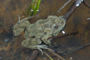 A Sloane's froglet in a pond