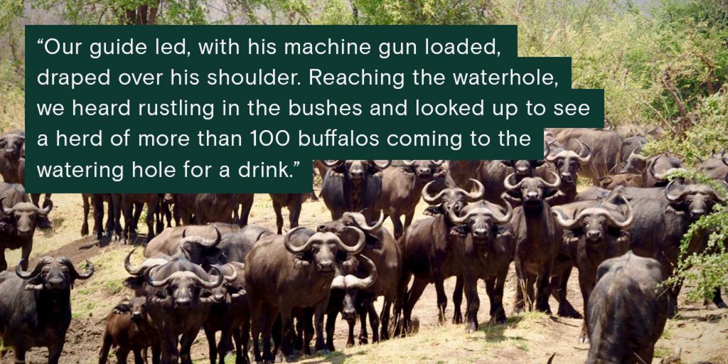 “Our guide led, with his machine gun loaded and draped over his shoulder. Reaching the waterhole, we heard rustling in the bushes and looked up to see a herd of more than 100 buffalos coming to the watering hole for a drink," said Emme Williams of her CSU Global trip to Africa.