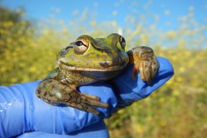 Charles Sturt researcher holding a southern bell frog