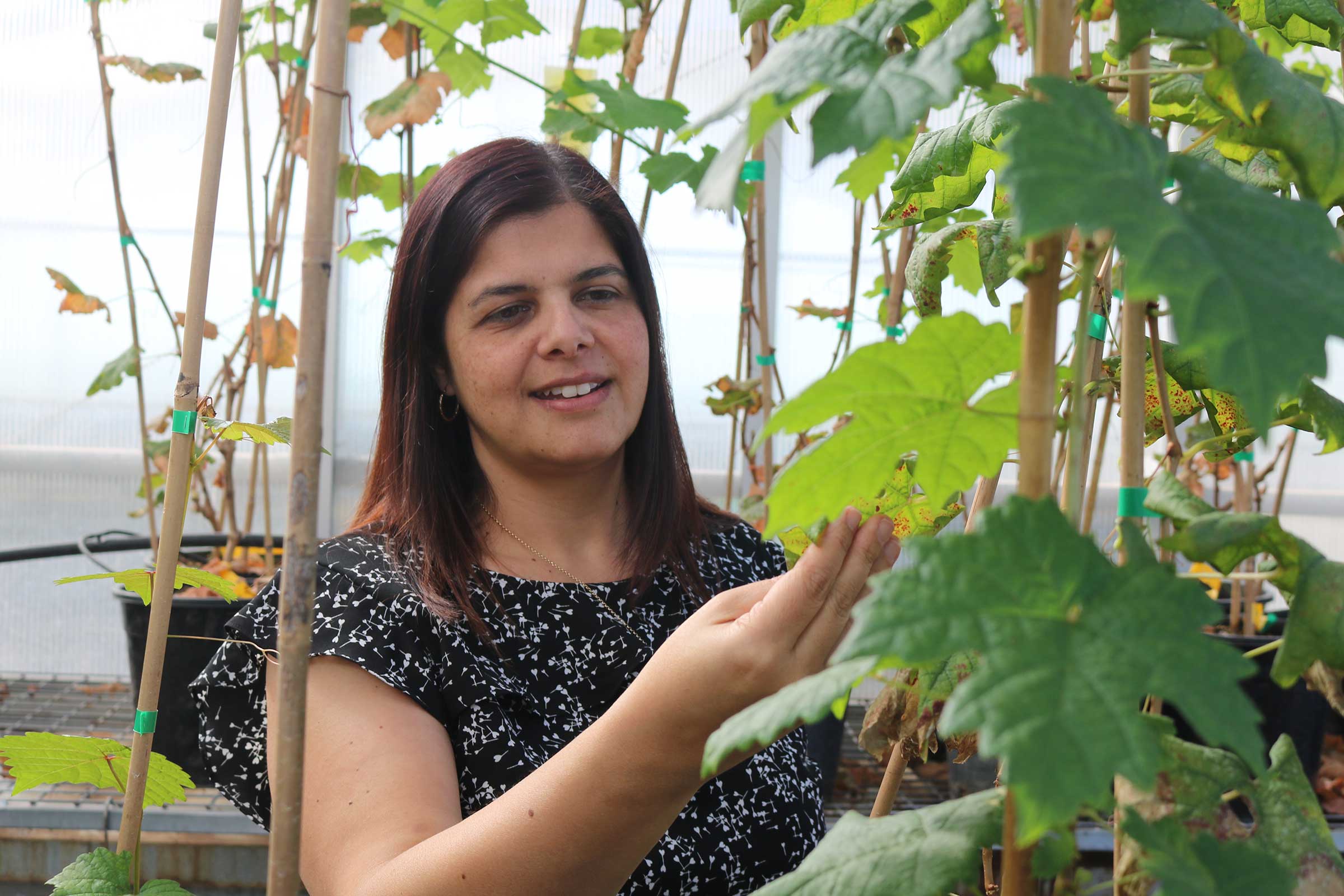 Woman among plants conducting wine industry research