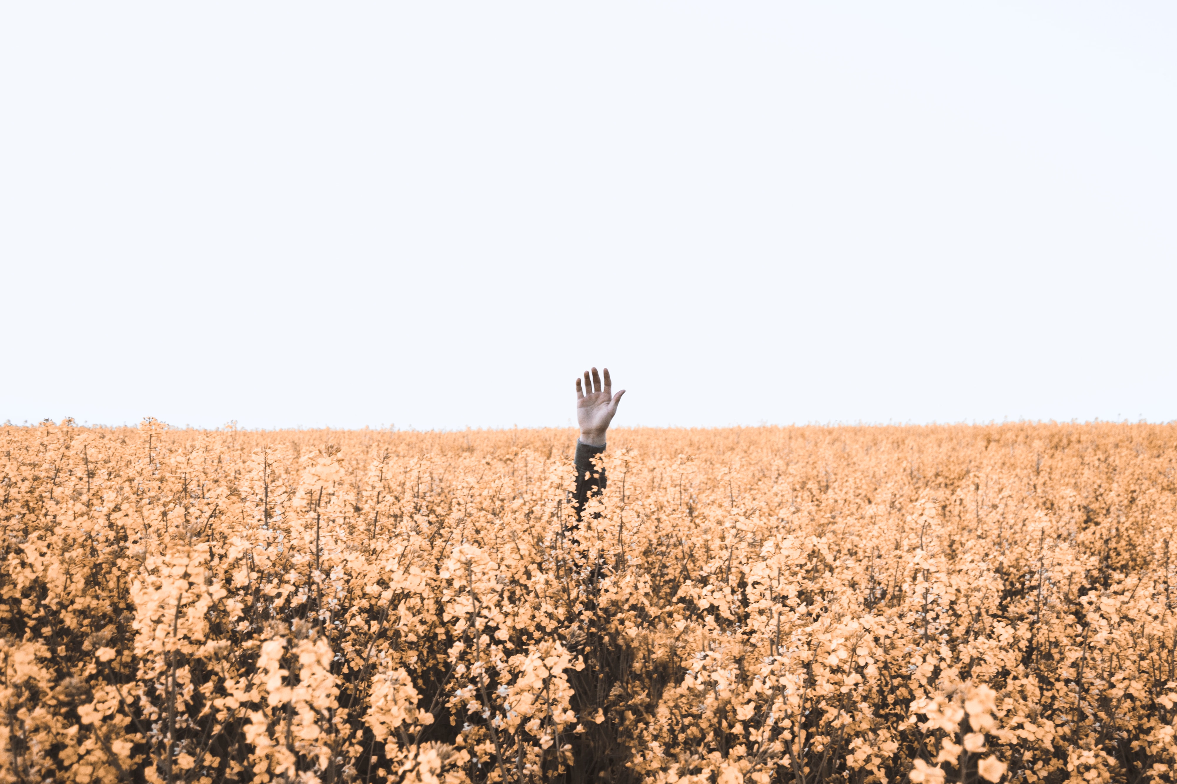 A single hand is raised in a crop field - indicating put you're hand up for help.