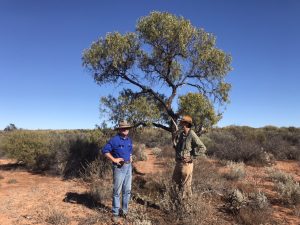 Dr. Richard McLellan and another researcher with a Sandalwood tree