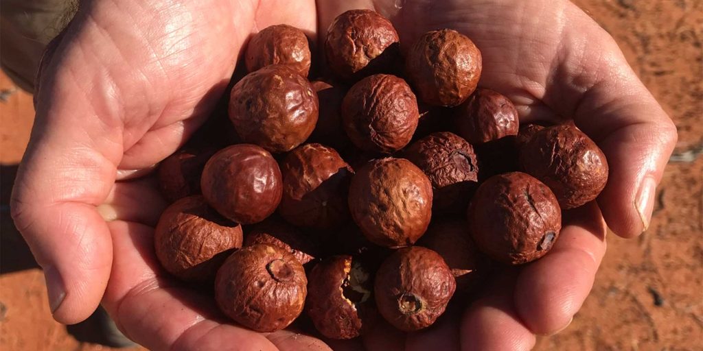 Handful of sandalwood seeds, a key part of Richard McLellan's ecological research