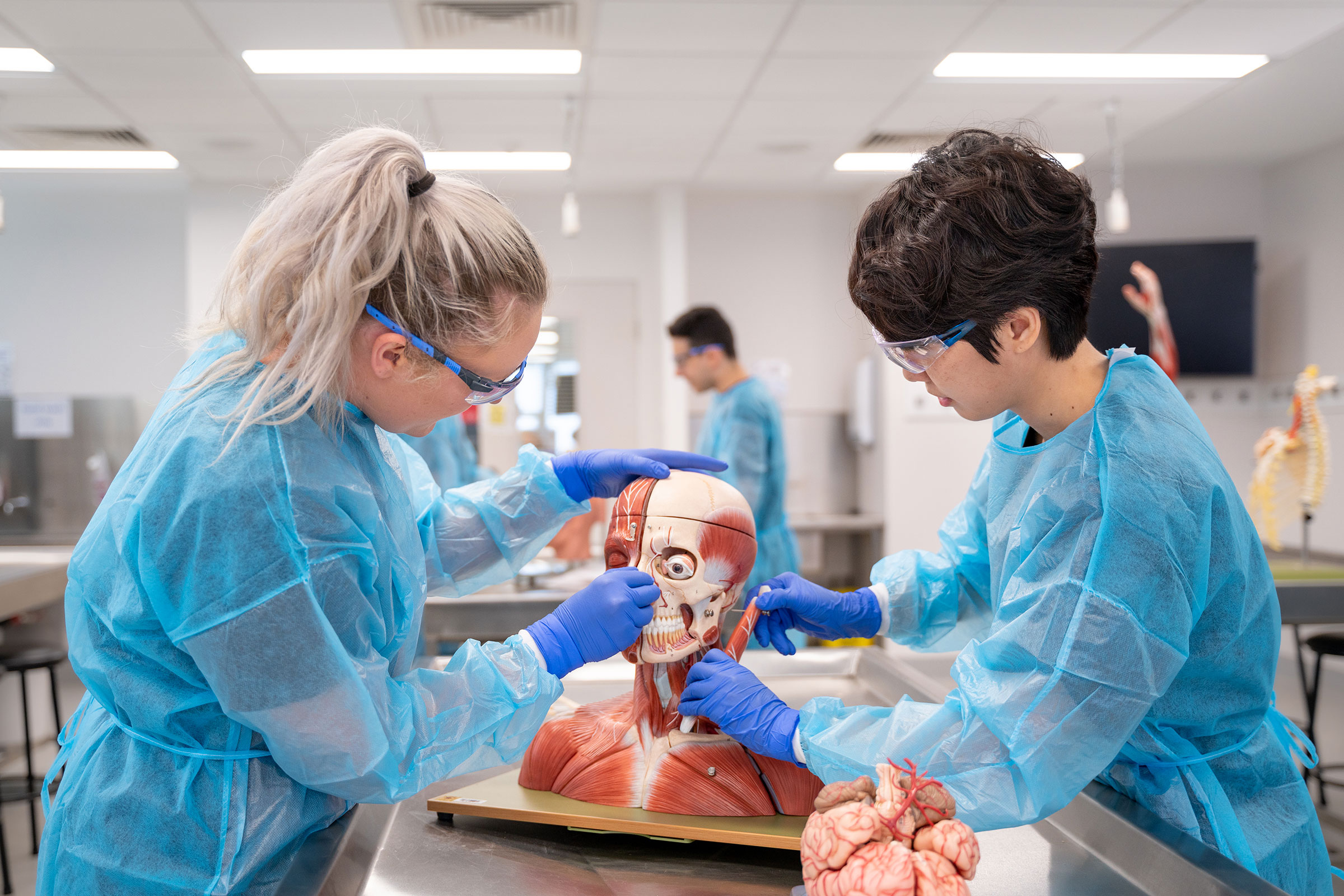 Learn medicine hands-on. Image of students examining muscle and bone sculpture of a head and shoulders 