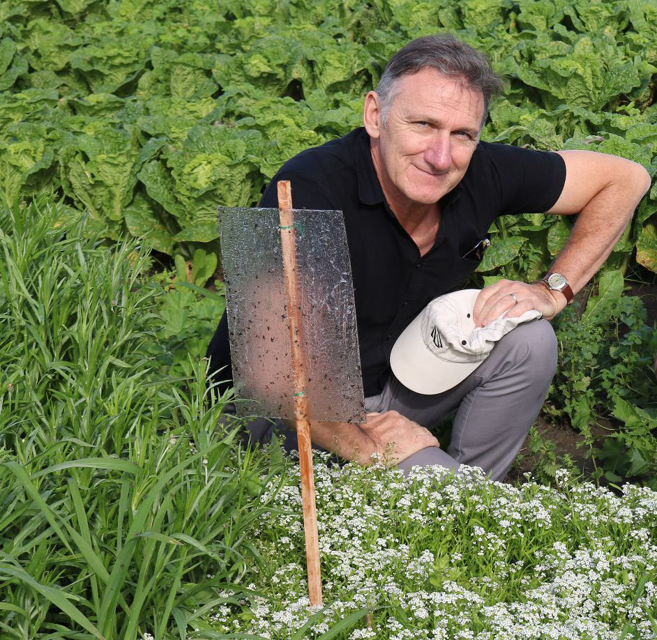 Professor Geoff Gurr, researcher in agroecology, in a crop field