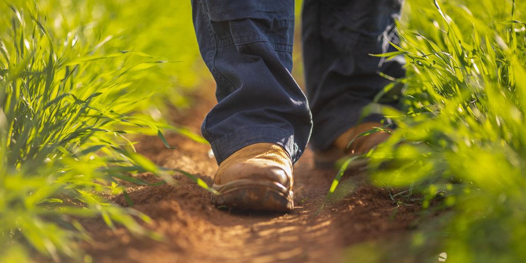 Feet in an agricultural field, between rows of crops.