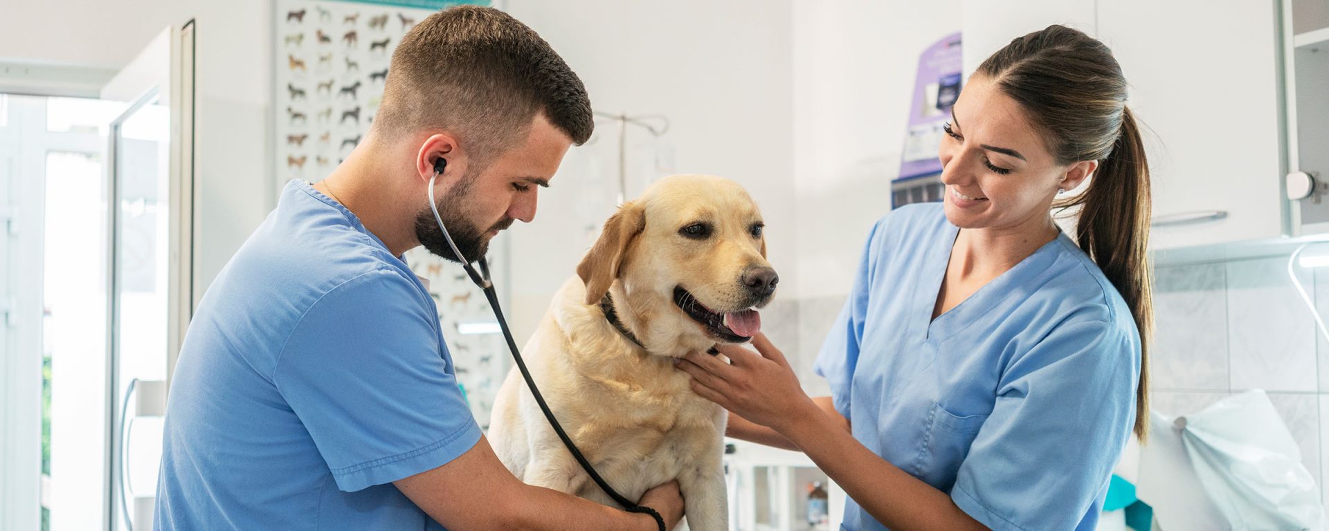 A female and a male vet examining a dog
