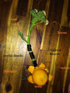 Electricity through vegetables experiment as part of biopsychology subject