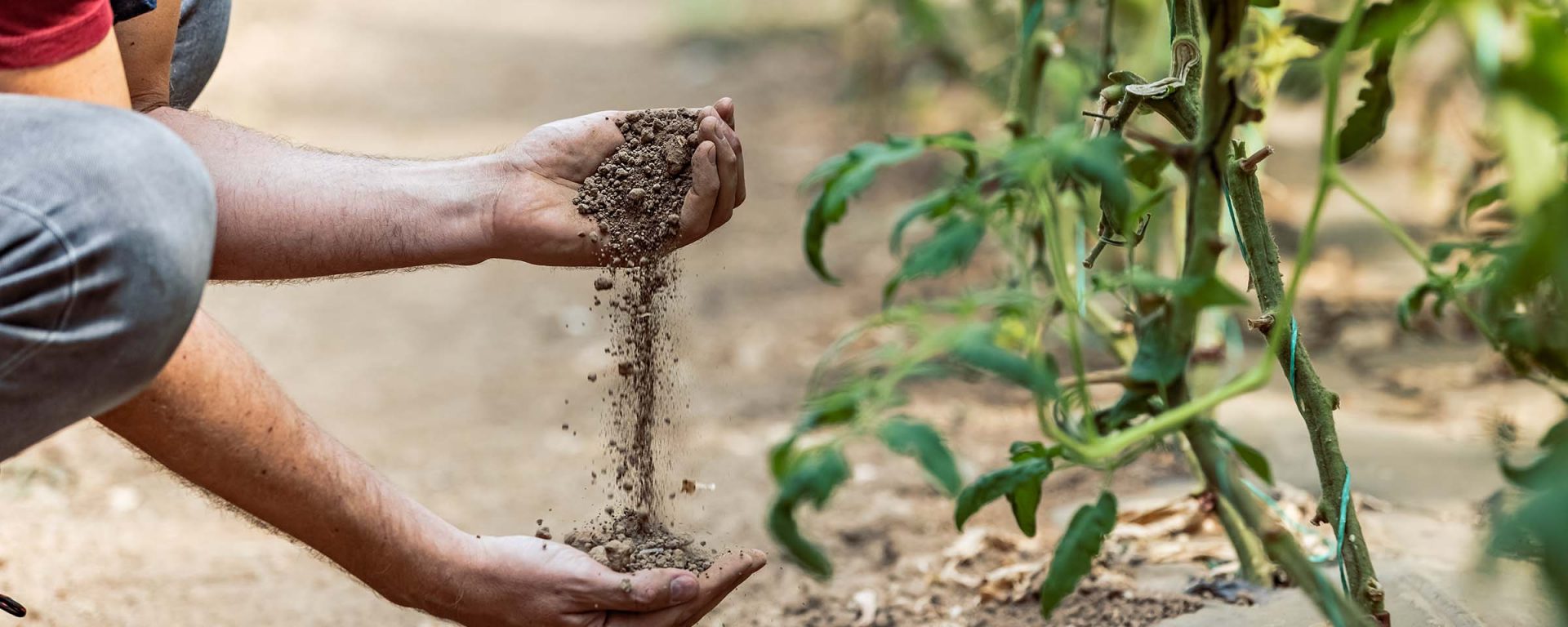 A farmer running soil through their hands