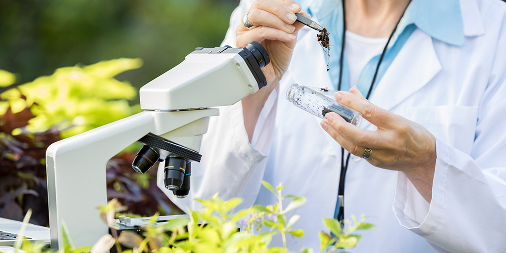 A scientist looking a soil samples under a microscope