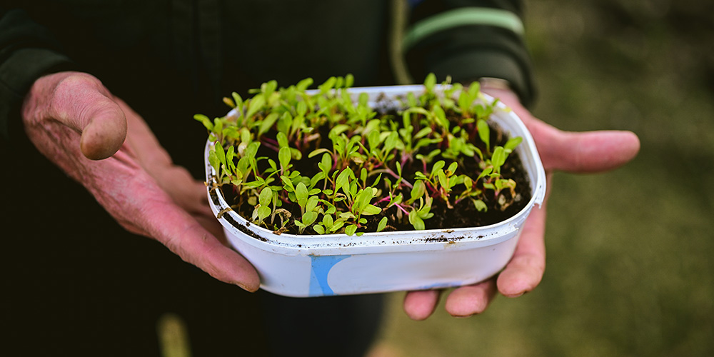 An ecologist holding a container full of seedlings