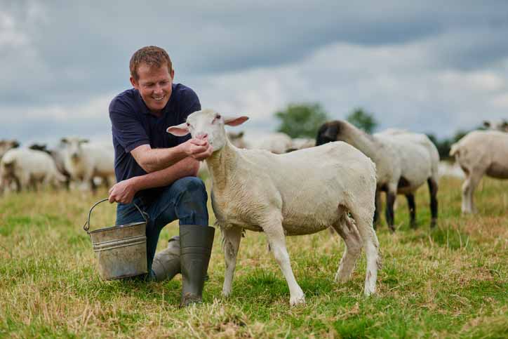 An animal attendant feeding a sheep in a field