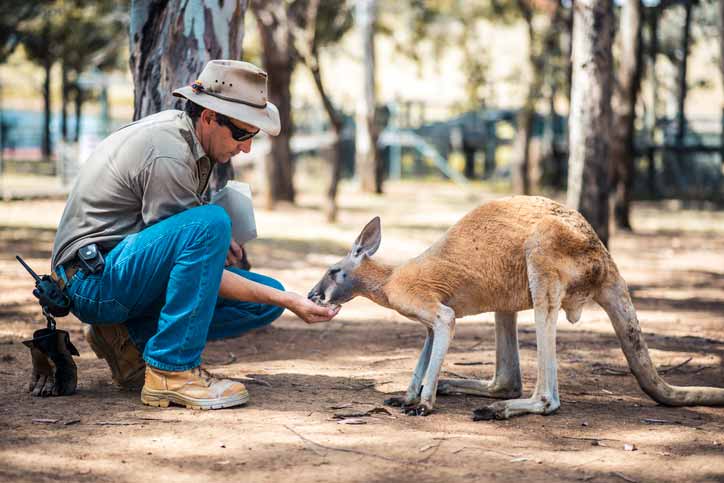 A zookeeper feeding a kangaroo 