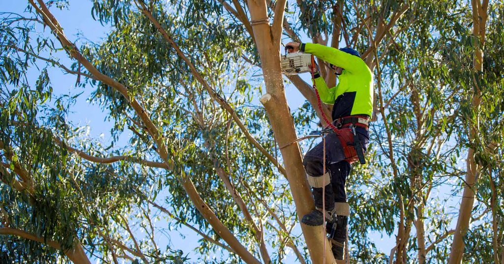 An arborist in high-vis working with a chainsaw on a tree branch