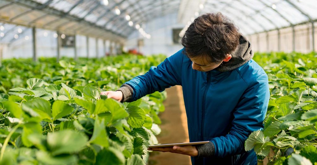 A greenhouse manager examining strawberry plant leaves