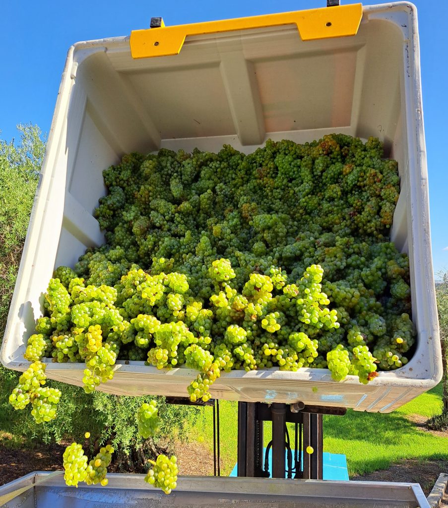 Grapes being harvested for wine making.