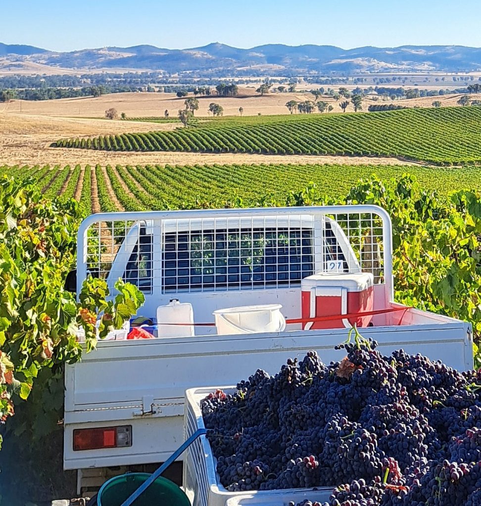 Harvesting grapes in regional New South Wales.