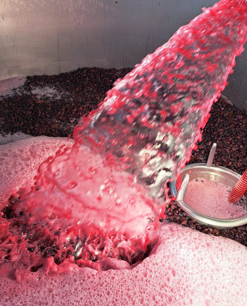 Wine making at Charles Sturt University.