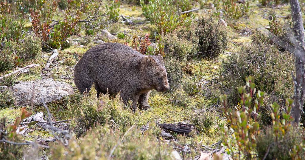 Wombat in bushland
