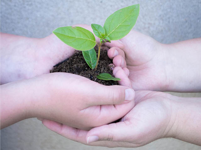 Hands holding a plant seedling