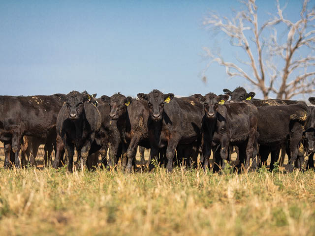 A herd of cows