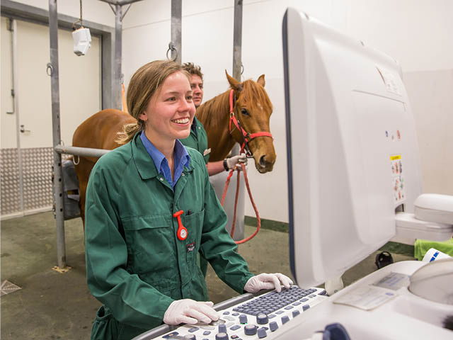 Two vets with a horse