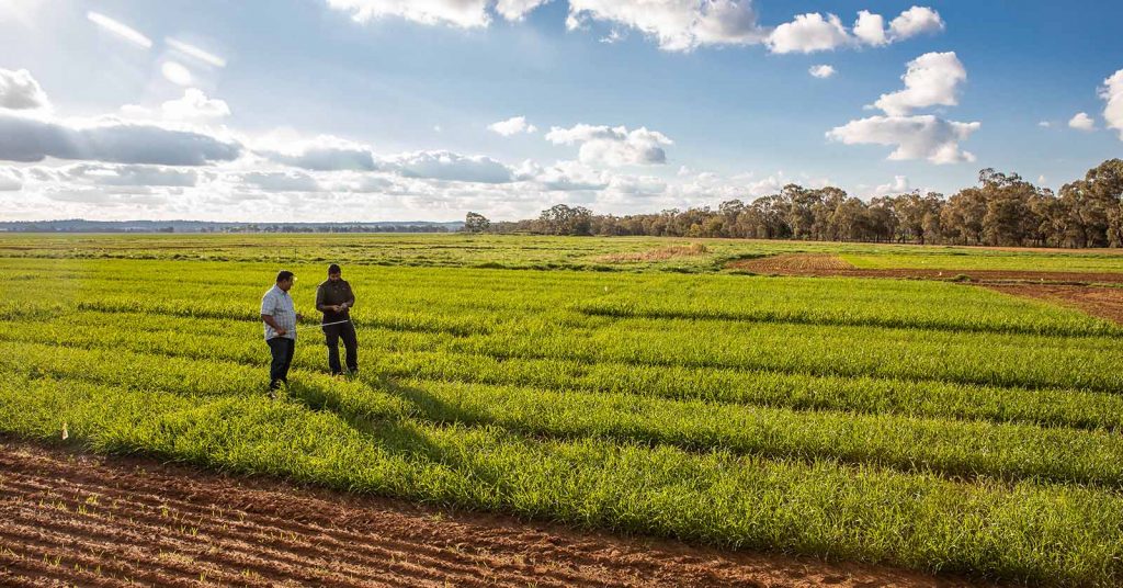 Two farmers in the middle of crops