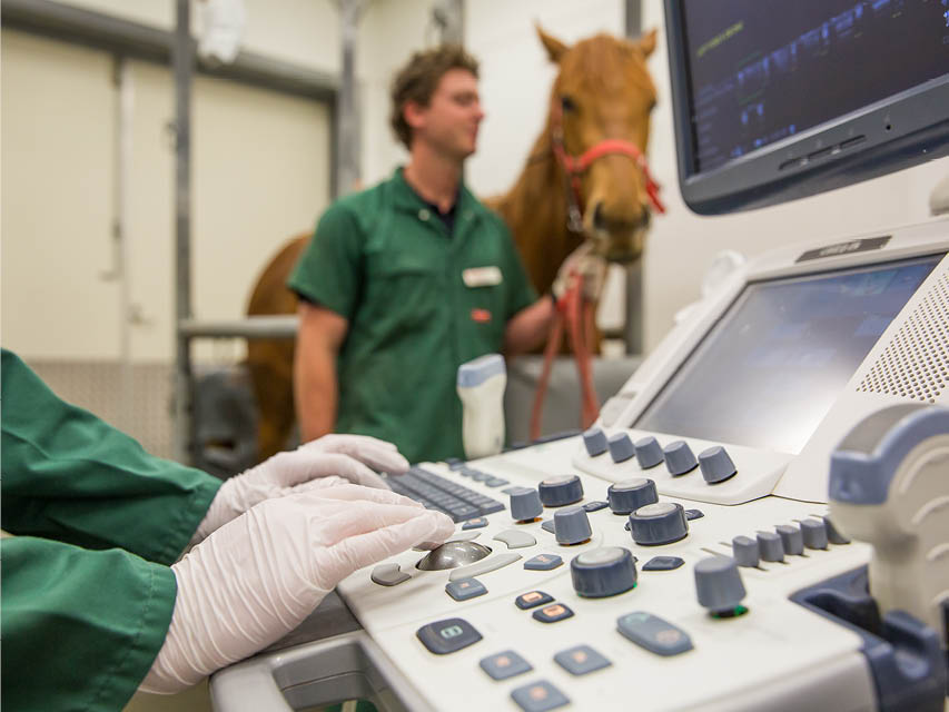 Hands operating a scanning machine as a vet holds a horse