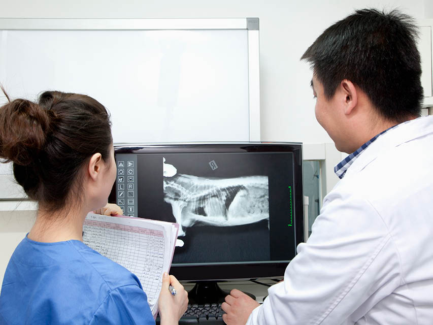 Two veterinary technicians looking at an X-ray