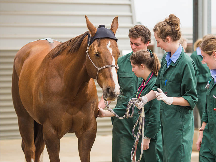 A group of veterinary technicians with a horse