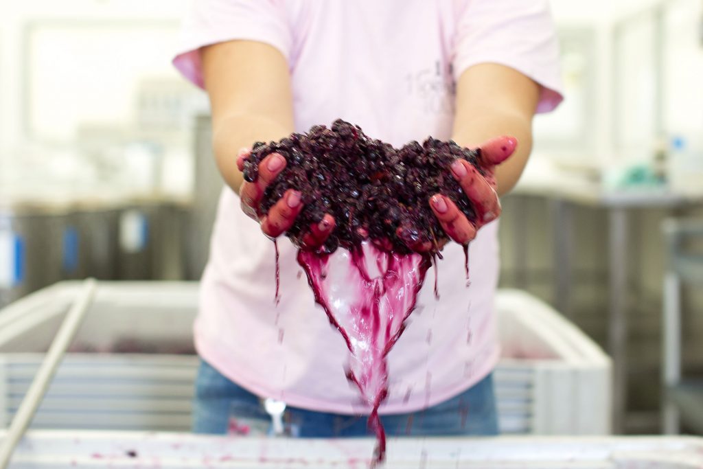 Hands holding grapes used to make wine