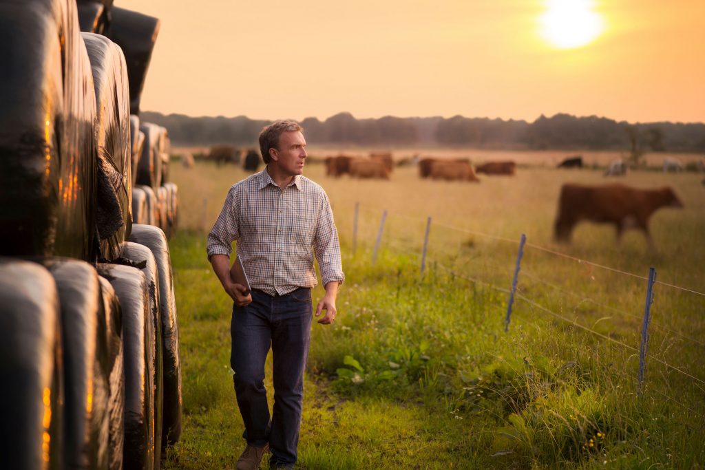 Man in front of field with cows