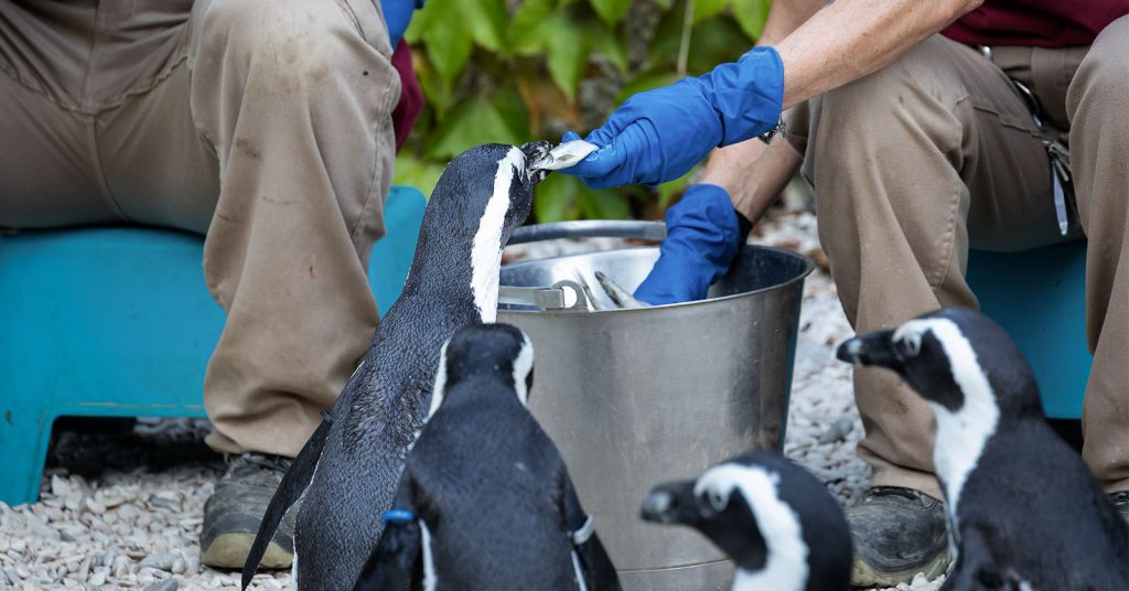 Person feeding penguins from a bucket during a supervised animal care session, showing practical skills used in zoology training.