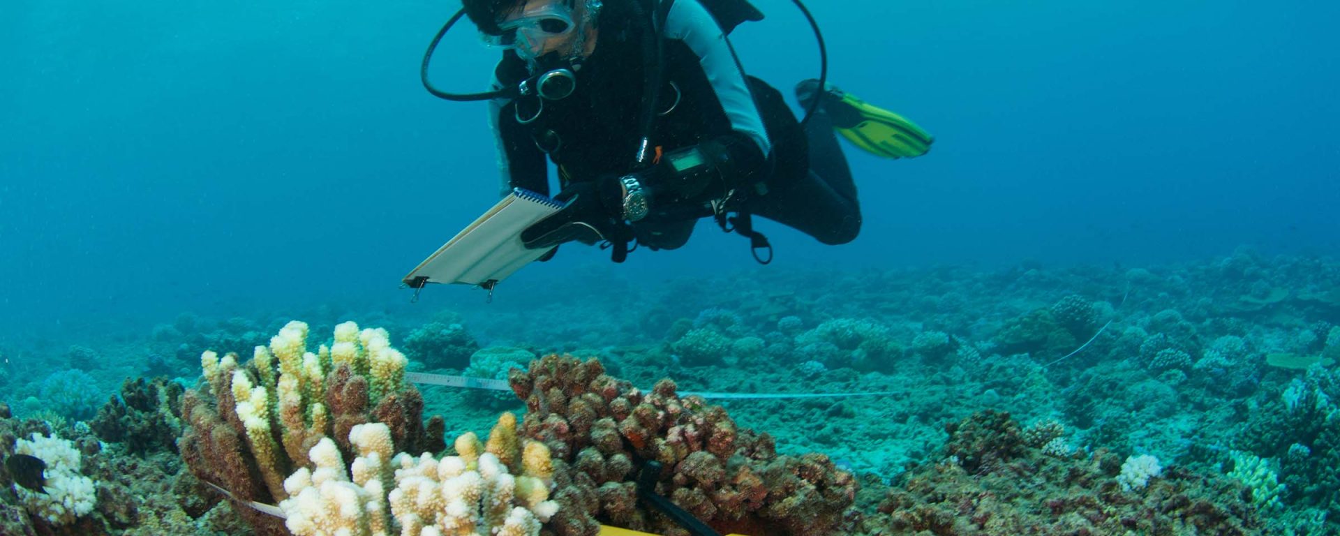 Marine biologist studies the coral reef