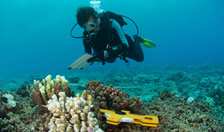 Marine biologist studies the coral reef