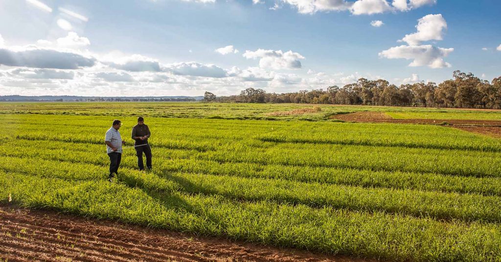 Researchers standing in an agricultural field taking notes and examining crops, capturing hands-on study and fieldwork in a real farming environment