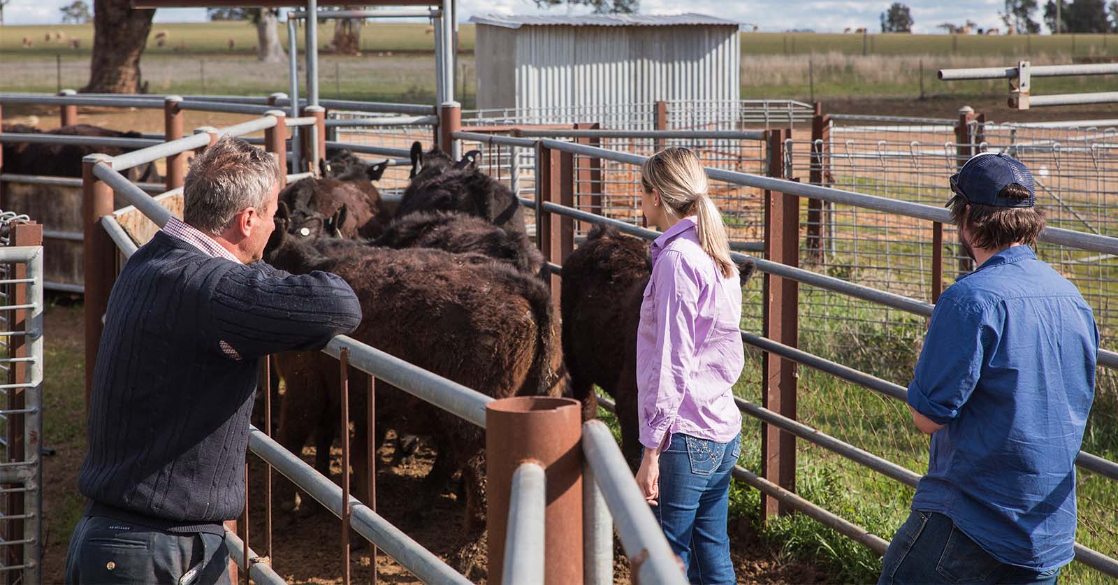 Three people evaluating livestock on a farm
