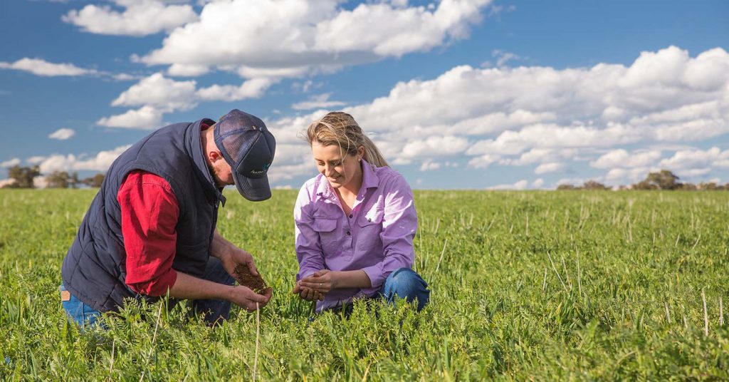 Two people in a field, looking at the quality of the crops
