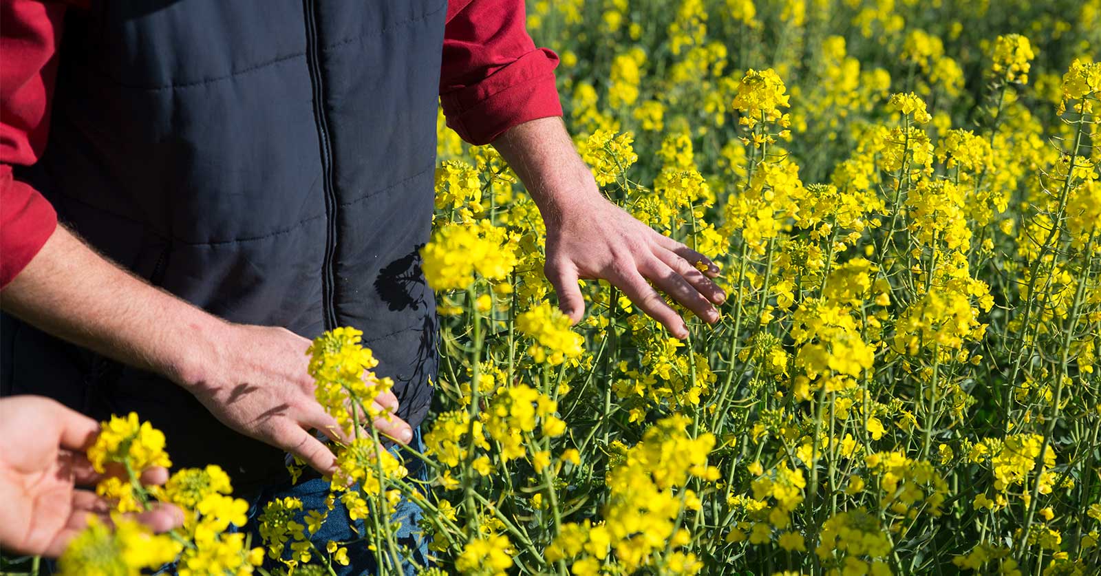 Hands gesture to canola plants in a canola paddock.