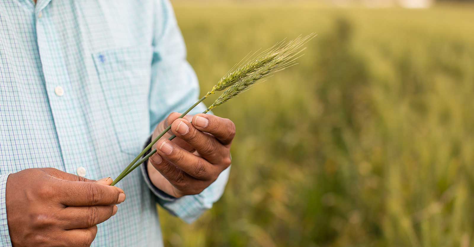 A hand holds a piece of wheat in a crop field.