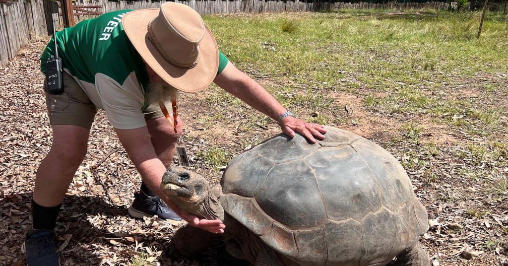 Volunteer zoo keeper petting an old female Galapagos tortoise at a zoo